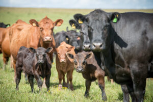 black and brown angus cows and calves in a pasture